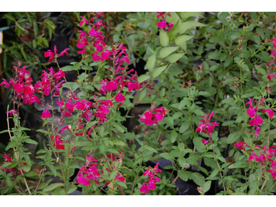 Salvia greggii