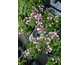 Salvia greggii Mirage Soft Pink