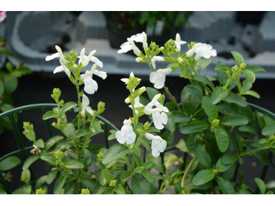 Salvia greggii