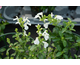 Salvia greggii Mirage White