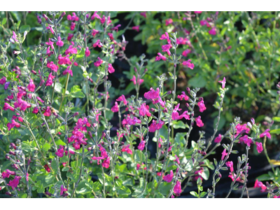 Salvia greggii