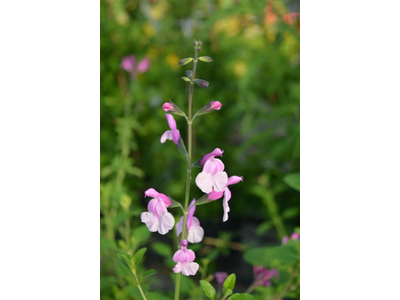 Salvia greggii