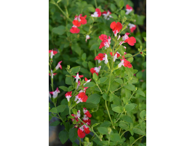 Salvia greggii