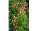 Salvia greggii Little Kiss ®