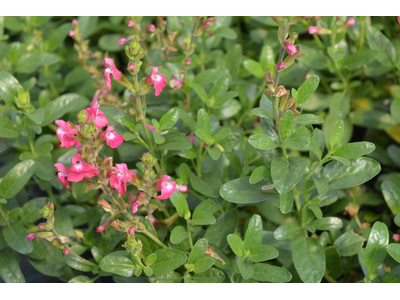 Salvia greggii