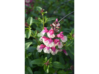 Salvia greggii