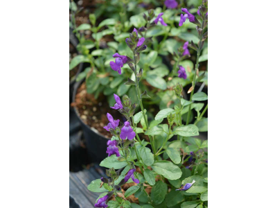 Salvia greggii