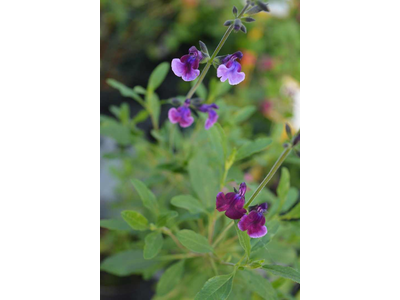 Salvia greggii