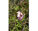 Salvia greggii Stormy Pink