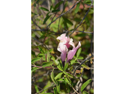 Salvia greggii