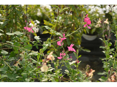 Salvia greggii