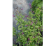 Salvia greggii (viola)