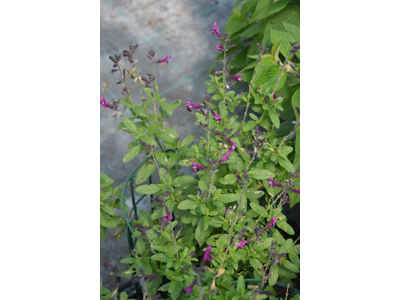 Salvia greggii