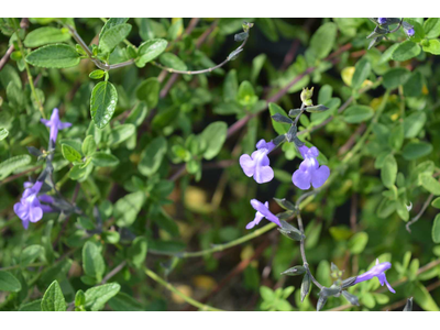 Salvia greggii