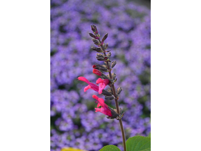 Salvia guaranitica