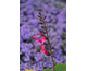 Salvia guaranitica