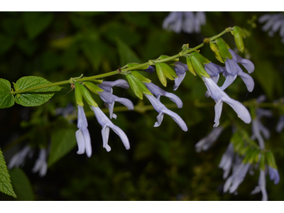 Salvia guaranitica