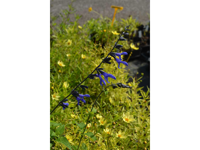 Salvia guaranitica