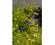 Salvia guaranitica Carines Amazing Blue ®