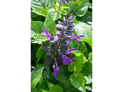 Salvia guaranitica