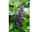 Salvia guaranitica Purple & Bloom