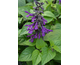 Salvia guaranitica Black & Bloom