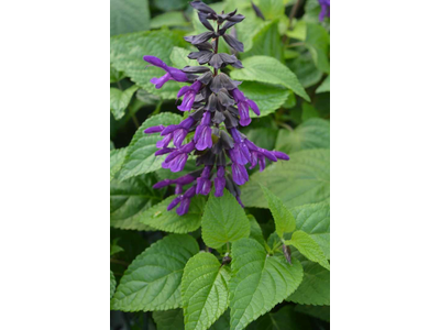 Salvia guaranitica