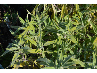 Salvia interrupta x candelabrum