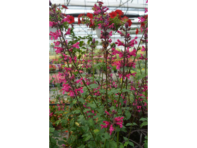 Salvia involucrata