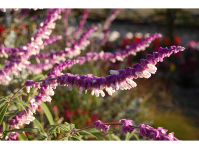 Salvia leucantha