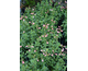 Salvia microphylla Aphrodite