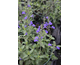 Salvia microphylla Delice Feline ®