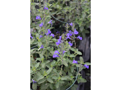 Salvia microphylla