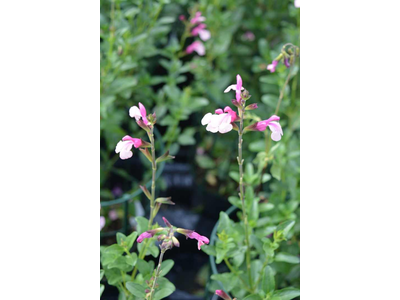 Salvia microphylla