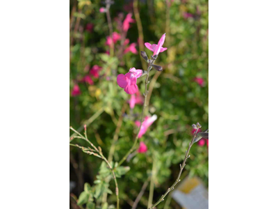 Salvia microphylla