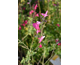 Salvia microphylla Elba