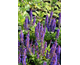 Salvia nemorosa Blue Bouquetta ®