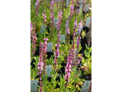 Salvia nemorosa