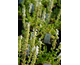 Salvia nemorosa Merleau White