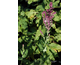Salvia nemorosa Plumosa