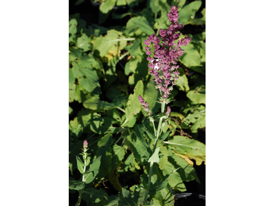 Salvia nemorosa