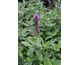 Salvia nemorosa Sensation Medium Deep Rose