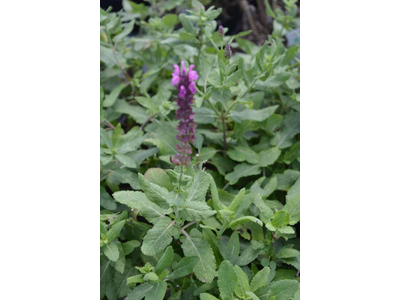 Salvia nemorosa