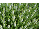 Salvia nemorosa Sensation Medium White