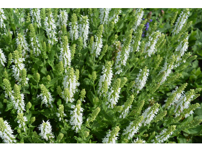 Salvia nemorosa