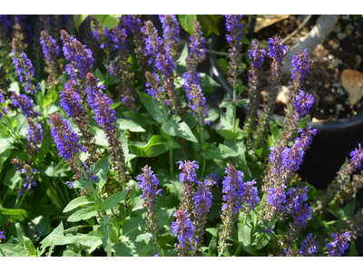 Salvia nemorosa