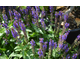 Salvia nemorosa Sensation Medium Violet