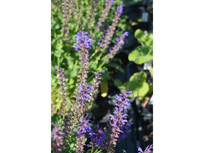 Salvia nemorosa