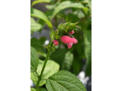 Salvia oxyphora