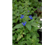 Salvia patens Patio Deep Blue